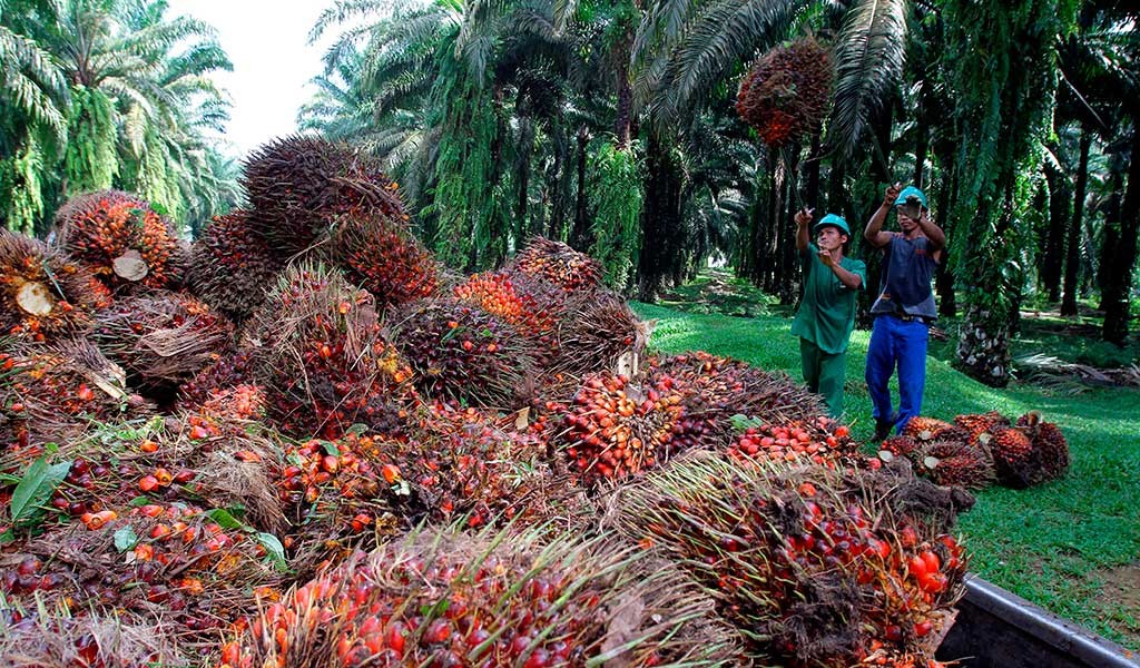 Recolección de las semillas de la palma de donde se extrae el aceite que da pie a los sabores de Malasia
