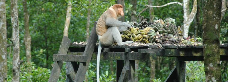 mono narigudo reserva natural en la guía para tu viaje a Malasia
