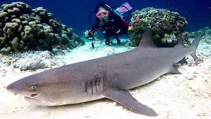 Buceo y snorkel en Malasia el mejor lugar para ver peces y tiburones