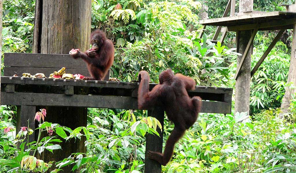 El momento de la comida al visitar orangutanes en Borneo