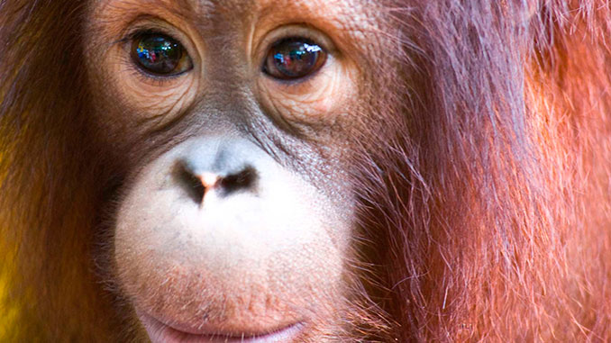 Reserva Sepilok orangutanes Sabah