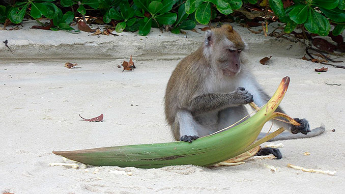 La playa de los monos en la isla de Penang