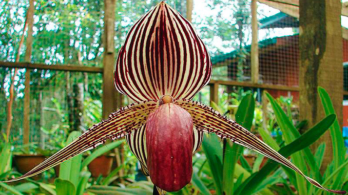 Orquídea más cara del mundo la orquídea slipper