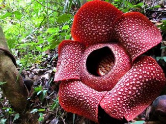 La flor más grande del mundo está en Borneo