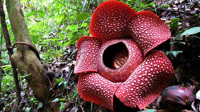 La flor más grande del mundo está en Borneo