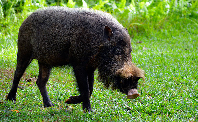 Animales del Parque Nacional Bako en la isla de Borneo