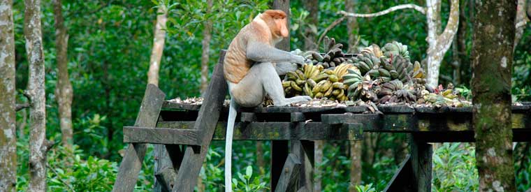 Avistaje de mono nariz de holandés o narigudos al viajar a Sarawak Borneo