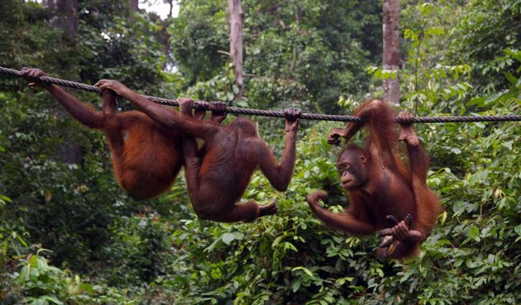 orangutanes en Borneo en la reserva de Sepilok