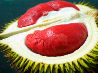 La fruta más exótica el durian rojo de Borneo