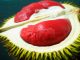 La fruta más exótica el durian rojo de Borneo