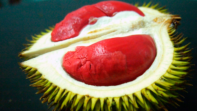 La fruta más exótica el durian rojo de Borneo