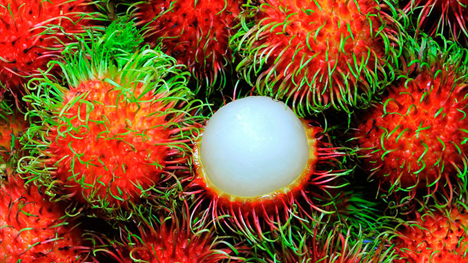 Frutas tropicales de Malasia - Malaysian fruit rambutan