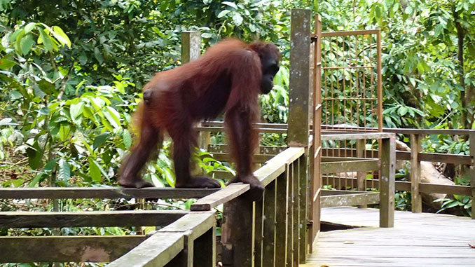 Ver orangutanes en libertad