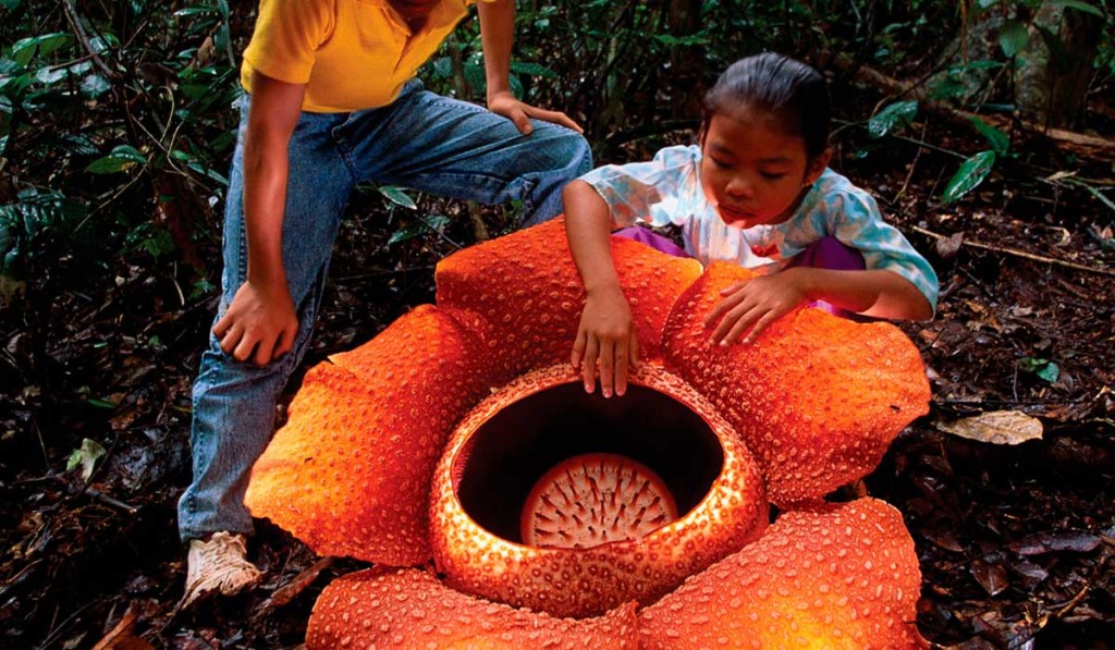Tamaño de la flor más grande del mundo