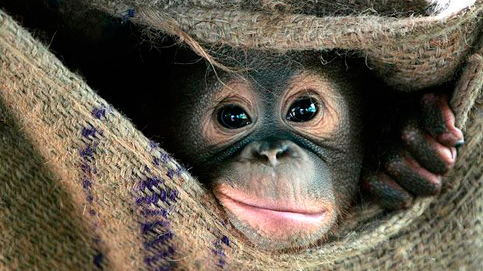 Al recorrer Malasia visitamos la isla de los orangutanes en Perak