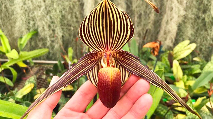 orquídea más rara del mundo