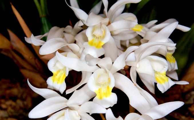 Orquídea exótica es la orquídea collar de Malasia