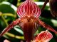 orquídeas raras y orquídeas exóticas de Malasia