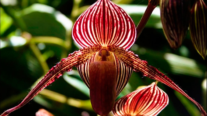 orquídeas raras y orquídeas exóticas de Malasia