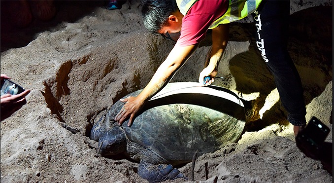 desove de las tortugas en Sabah Borneo