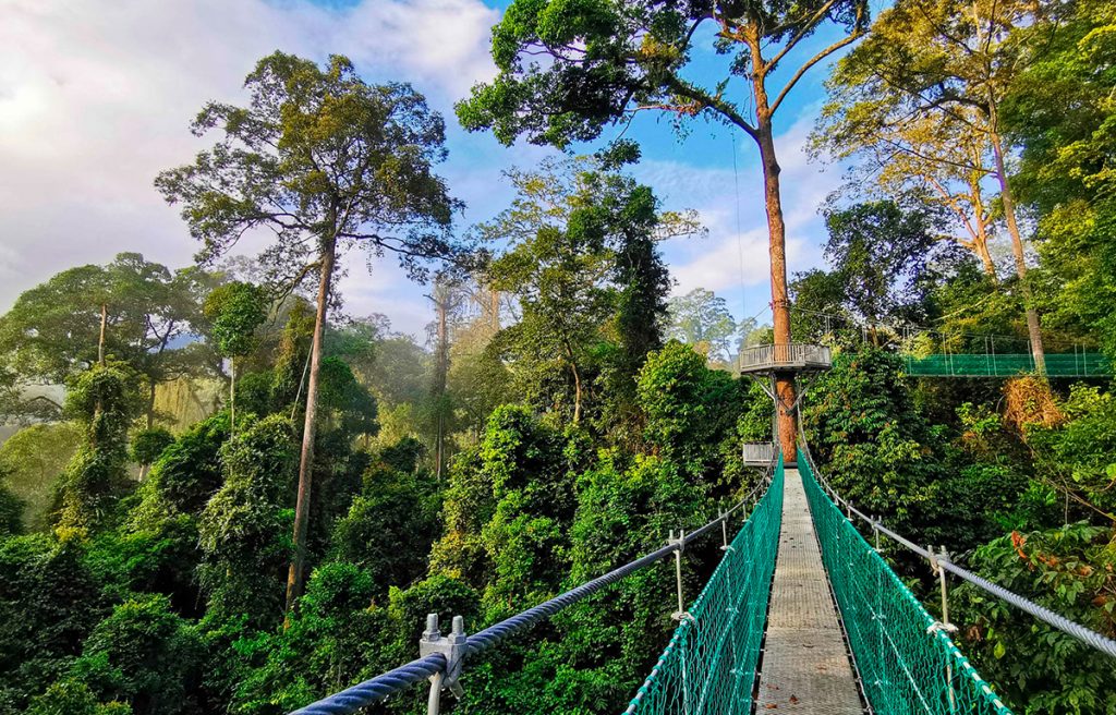 selva Sabah Kota Kinabalu