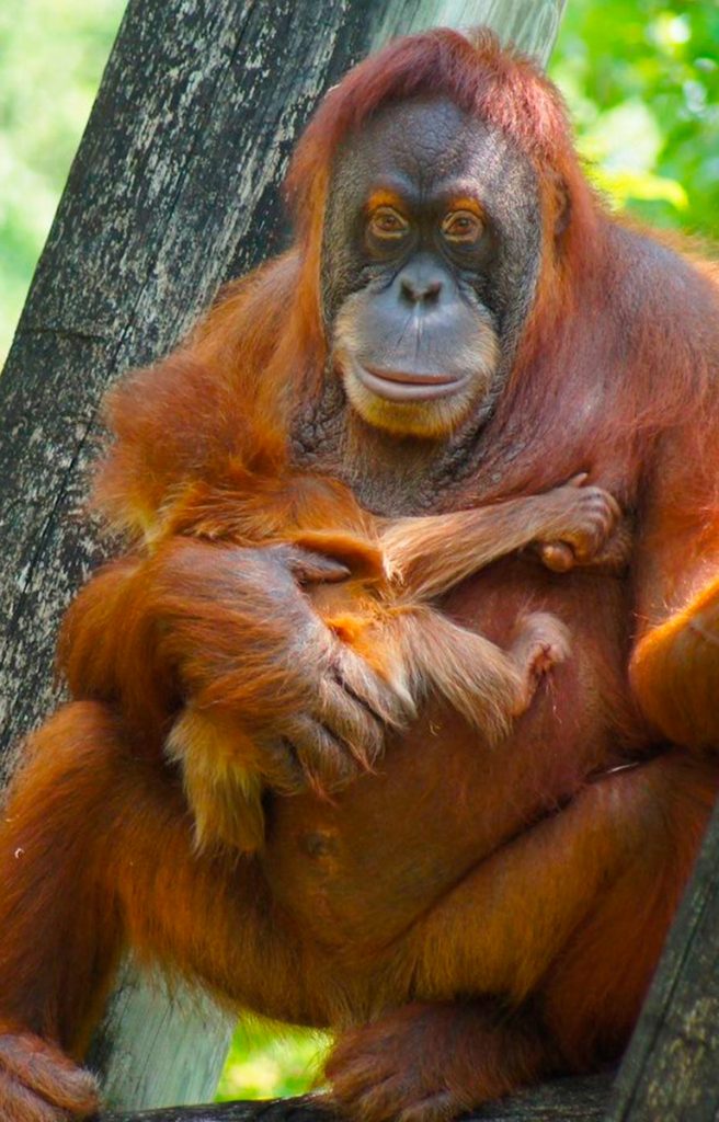 Ver orangutan Borneo