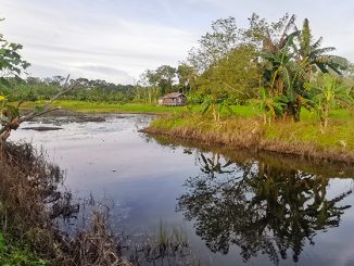 vida en isla Borneo