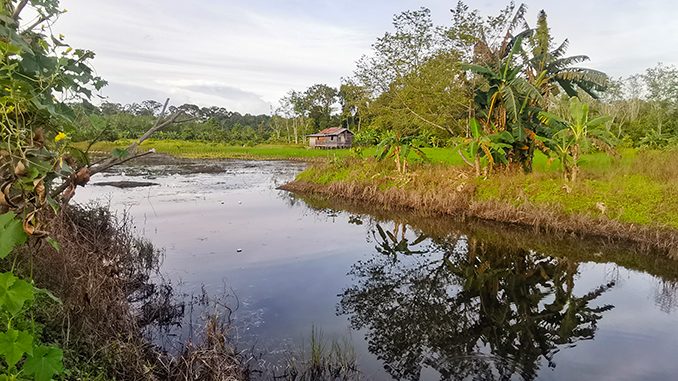 vida en isla Borneo