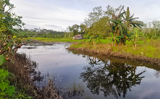 vida en isla Borneo