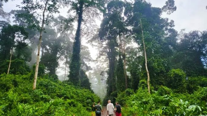 senderismo valle de danun borneo