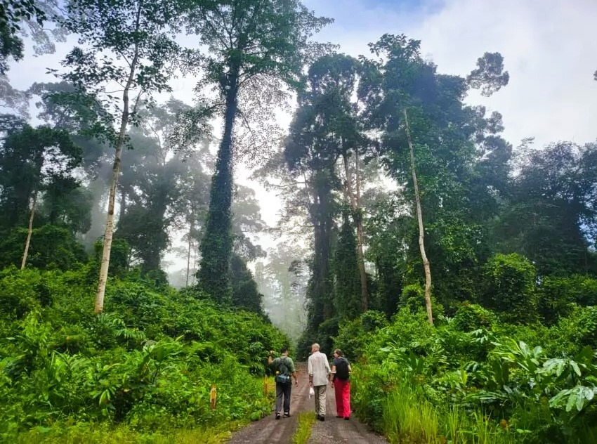 Sendero en la selva del valle de Danum, Borneo