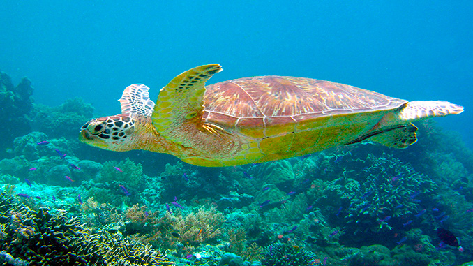 avistamiento de tortugas en Sipadan