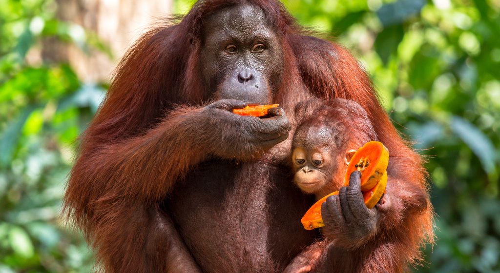 Orangutanes en Malasia