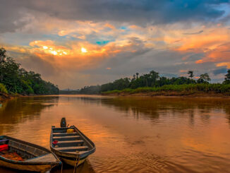 Río Kinabatangan: safari fluvial y fauna salvaje en Borneo