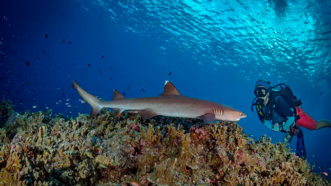 Ver tiburones en Asia