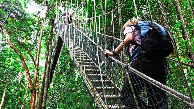Sendero de selva tropical en Taman Negara, Malasia