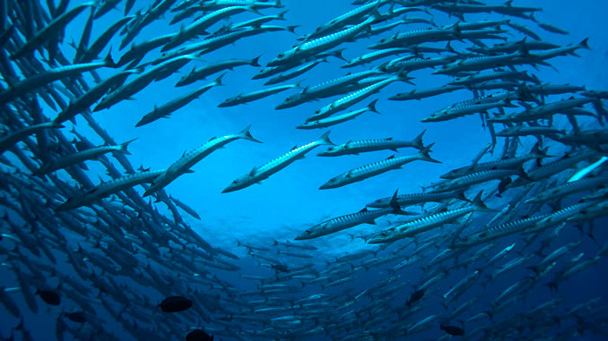 barracudas en malasia dónde verlas