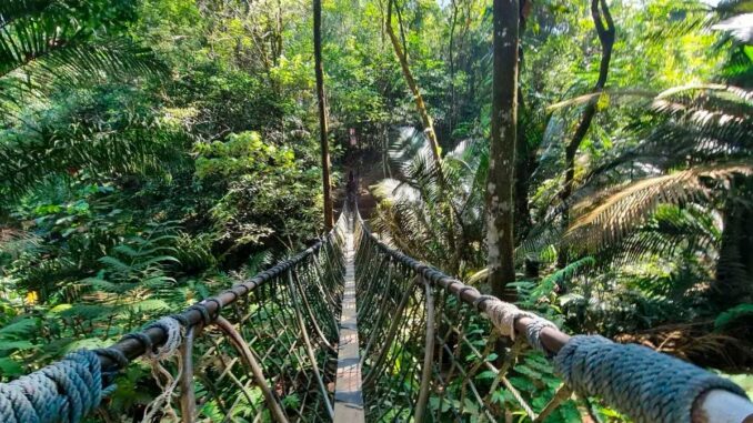 Puente y sendero entre la vegetación de Bukit Gasing, cerca de Kuala Lumpur