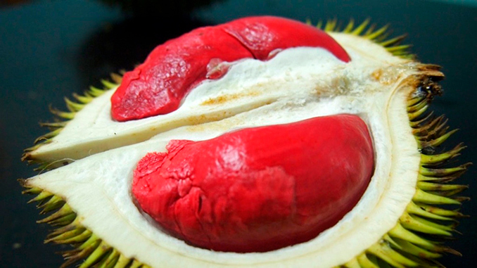 Durian rojo de Borneo