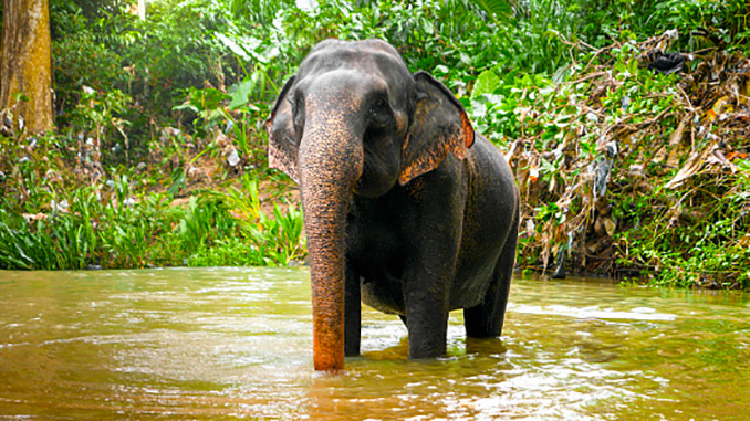 ver elefantes en Borneo