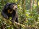 El oso más pequeño del mundo