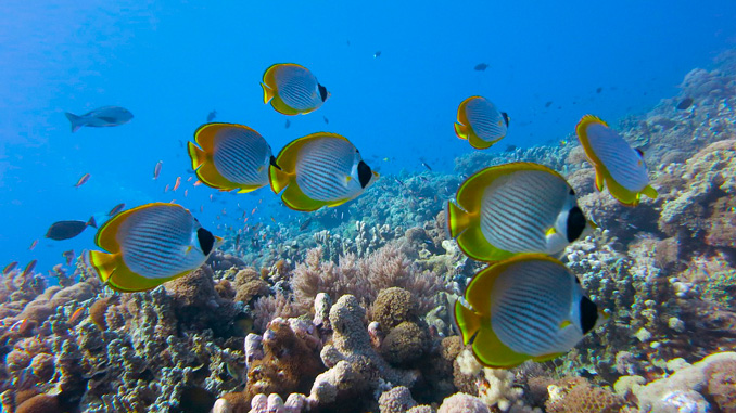 Peces mariposas en Asia, dónde verlos