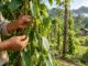 Agricultor recogiendo racimos de pimienta verde en una plantación de Sarawak, Borneo malasio