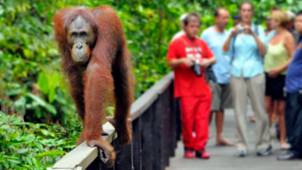 Visita a la Reserva de Sepilok en Sabah, Borneo