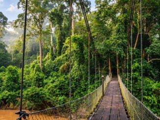 Puente colgante entre la selva primaria del Valle de Danum en Sabah