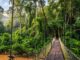 Puente colgante entre la selva primaria del Valle de Danum en Sabah